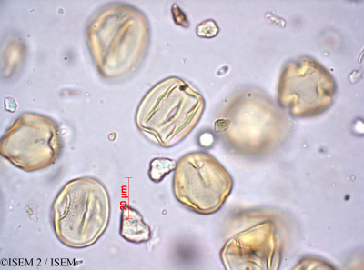 ISEM 2/Dolichos_angustifolius_36432/Dolichos_angustifolius_36432_0001(copy)_thumb.jpg